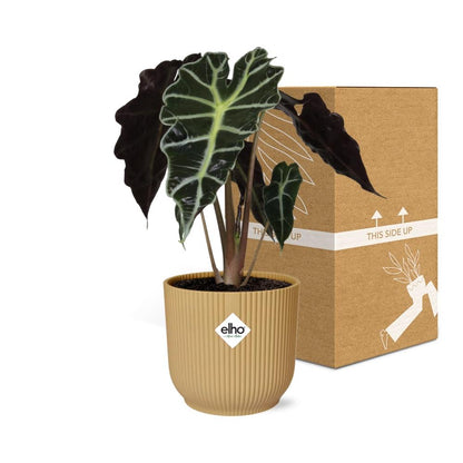 Alocasia Elefantenohr 'Polly' in ELHO Vibes Fold 14cm - Pflanzfix24