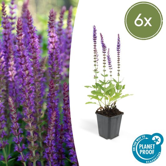 6x Salvia nem. 'Ostfriesland' - ↕10-25cm - Ø9cm - Pflanzfix24.de - Pflanzfix24.de