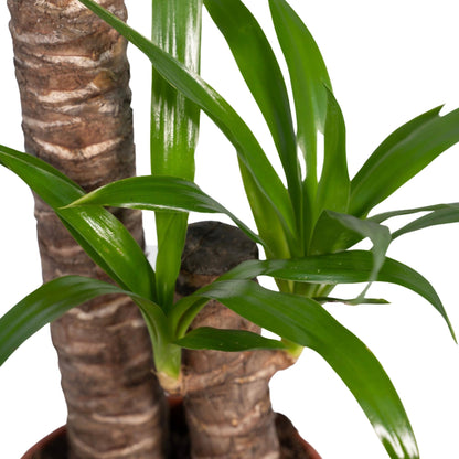 Yucca Elephantipes 85cm Ø17cm – Sonnenliebende Zimmerpflanze | Pflanzfix24.de - Pflanzfix24.de