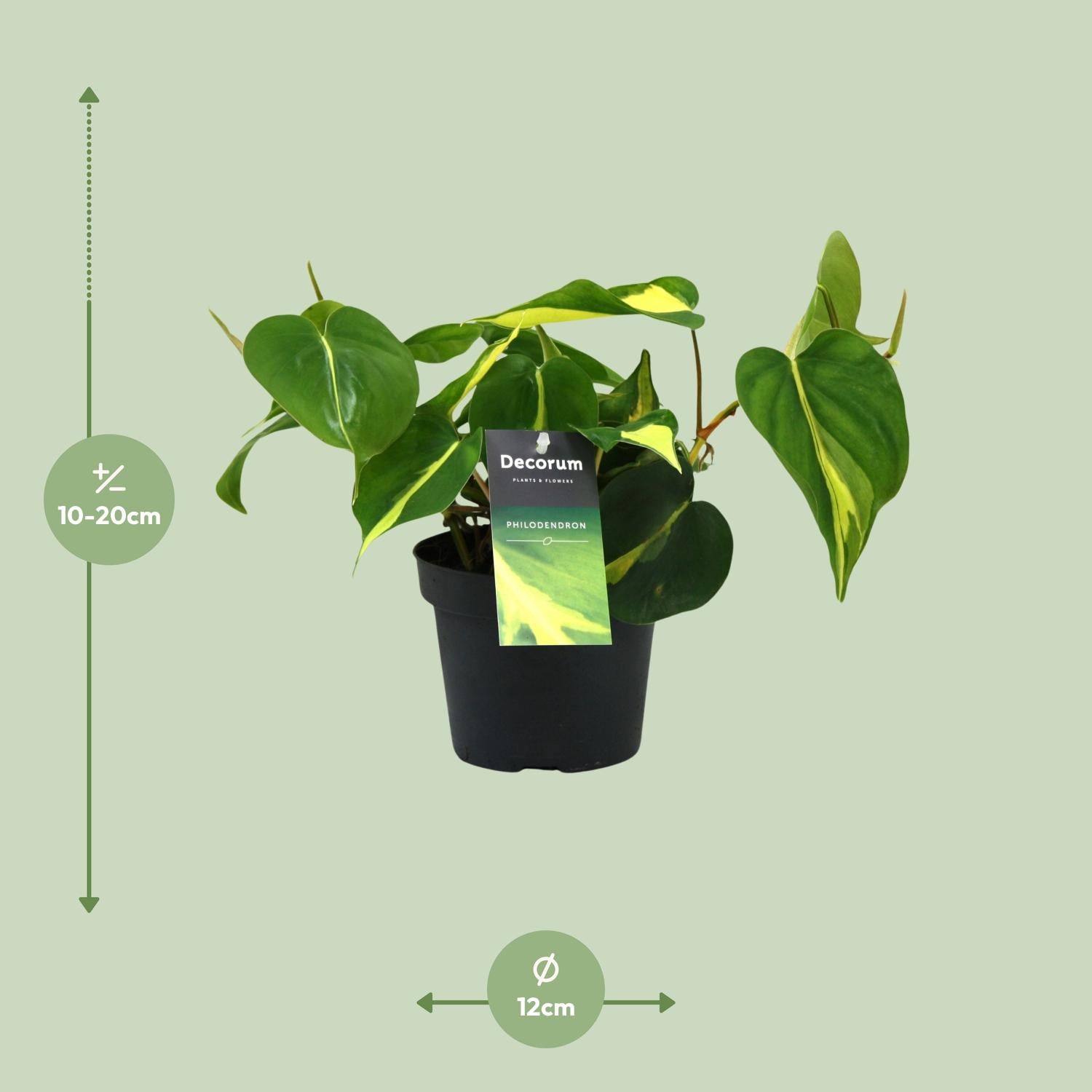 Philodendron Brasil Scandens Ø12cm – Pflegeleichte Zimmerpflanze | Pflanzfix24.de - Pflanzfix24.de