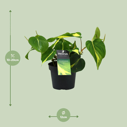 Philodendron Brasil Scandens Ø12cm – Pflegeleichte Zimmerpflanze | Pflanzfix24.de - Pflanzfix24.de