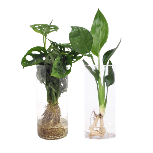 Cylinder Glas Duo Monstera/Strelitzia - 2 Stücke - Ø12cm - ↕25-40cm - Pflanzfix24