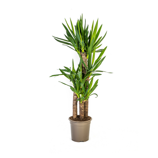 Yucca Elephantipes Ø21cm | Zimmerpflanze 90-110cm – Pflanzfix24.de - Pflanzfix24.de