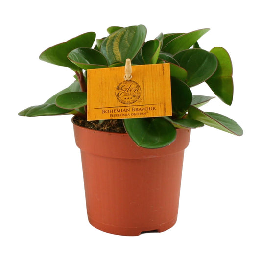Peperomia Obtipan Ø11cm – Kompakt & Pflegeleicht | Pflanzfix24