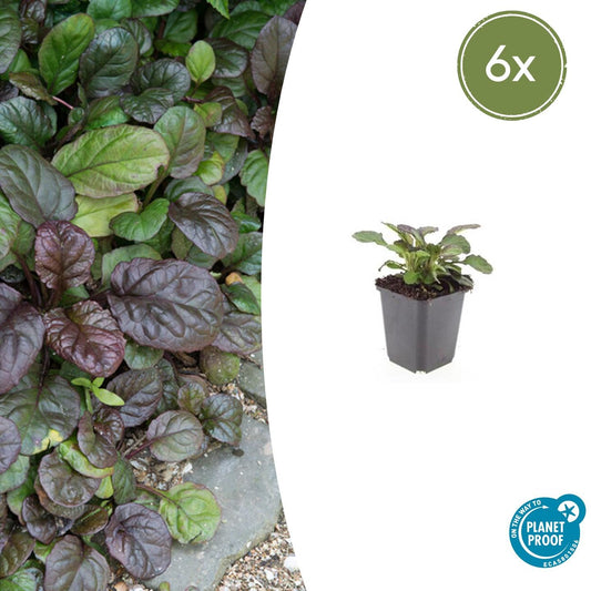 6x Ajuga reptans 'Catlin's Giant' - ↕10-25cm - Ø9cm - Pflanzfix24