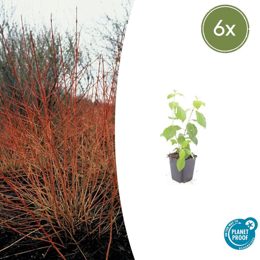 6x Cornus sang. 'Midwinter Fire' - ↕10-25cm - Ø9cm - Pflanzfix24.de - Pflanzfix24.de