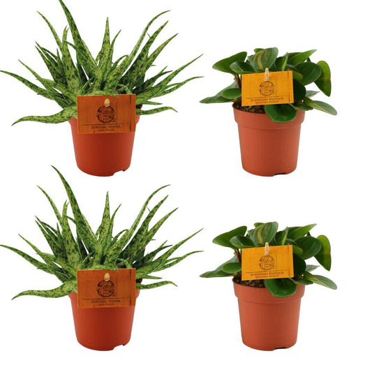 4er Set Aloe Spider & Peperomia Obtipan Green Ø10,5cm | Pflanzfix24