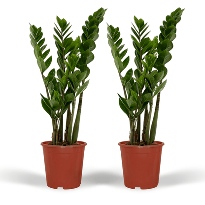 2x Zamioculcas Zamiifolia - Smaragdpalme - 50cm - ø14 bei Pflanzfix24.de - Pflanzfix24.de