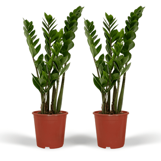 2x Zamioculcas Zamiifolia - Smaragdpalme - 50cm - ø14 bei Pflanzfix24.de - Pflanzfix24.de