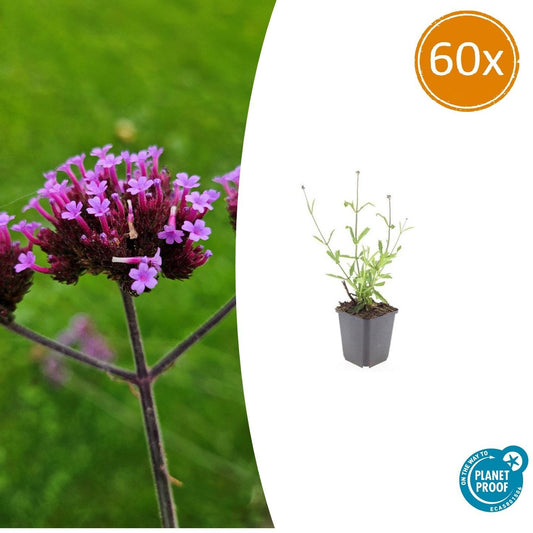 60x Verbena bon. 'Lollipop' - Pflanzfix24.de - Pflanzfix24.de