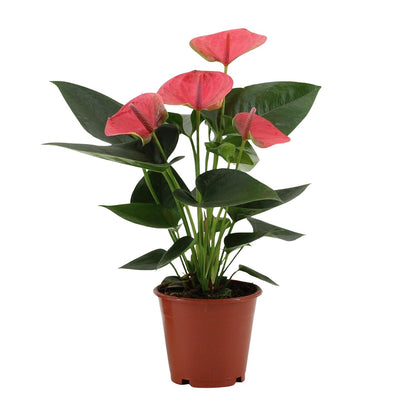 Anthurium Sweet Dream - Ø12cm - ↕36cm - Pflanzfix24