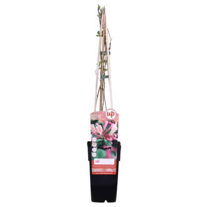 3x - Lonicera periclymenum 'Belgica' - ↨65cm - Ø15 - Pflanzfix24