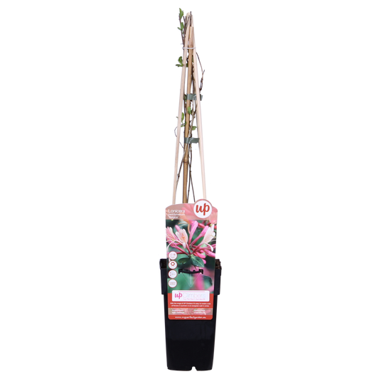 3x - Lonicera periclymenum 'Belgica' - ↨65cm - Ø15 - Pflanzfix24