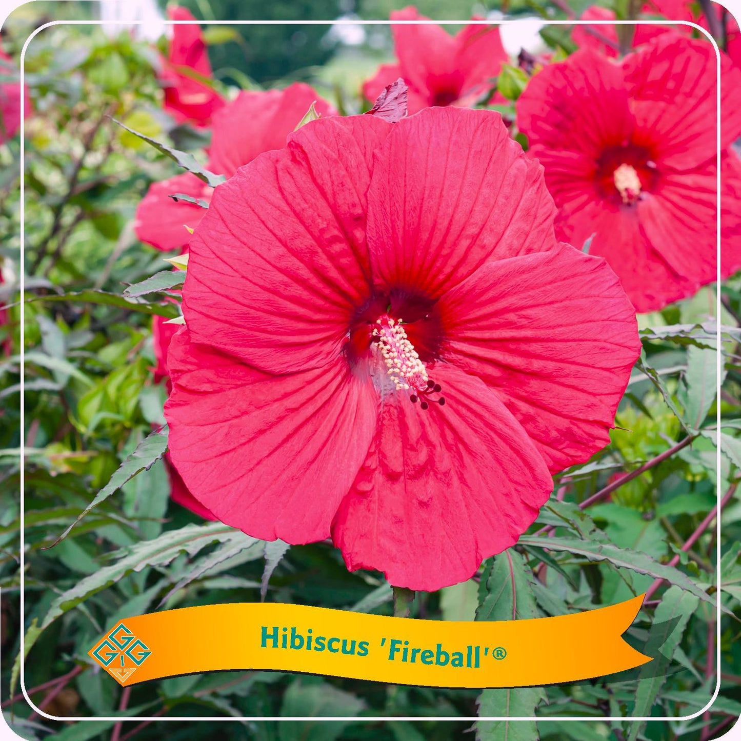 Hibiscus 'Fireball' C5 - Ø25cm - ↕35cm - Pflanzfix24