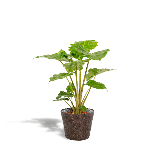 Alocasia Portodora - Ø21cm - ↕80cm + Korb Igmar - Pflanzfix24