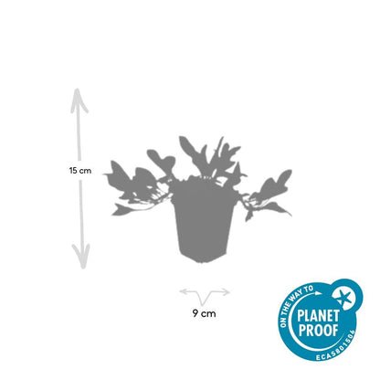 20x Persicaria aff. 'Darjeeling Red' - ↕10-25cm - Ø9cm - Pflanzfix24.de - Pflanzfix24.de