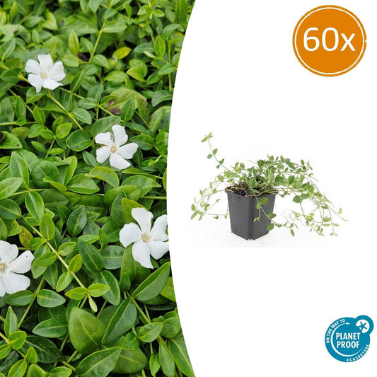 60x Vinca minor 'Gertrude Jekyll' - ↕10-25cm - Ø9cm - Pflanzfix24.de - Pflanzfix24.de