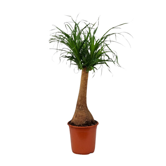 Beaucarnea Recurvata - Ø21cm - ↕65cm bei Pflanzfix24