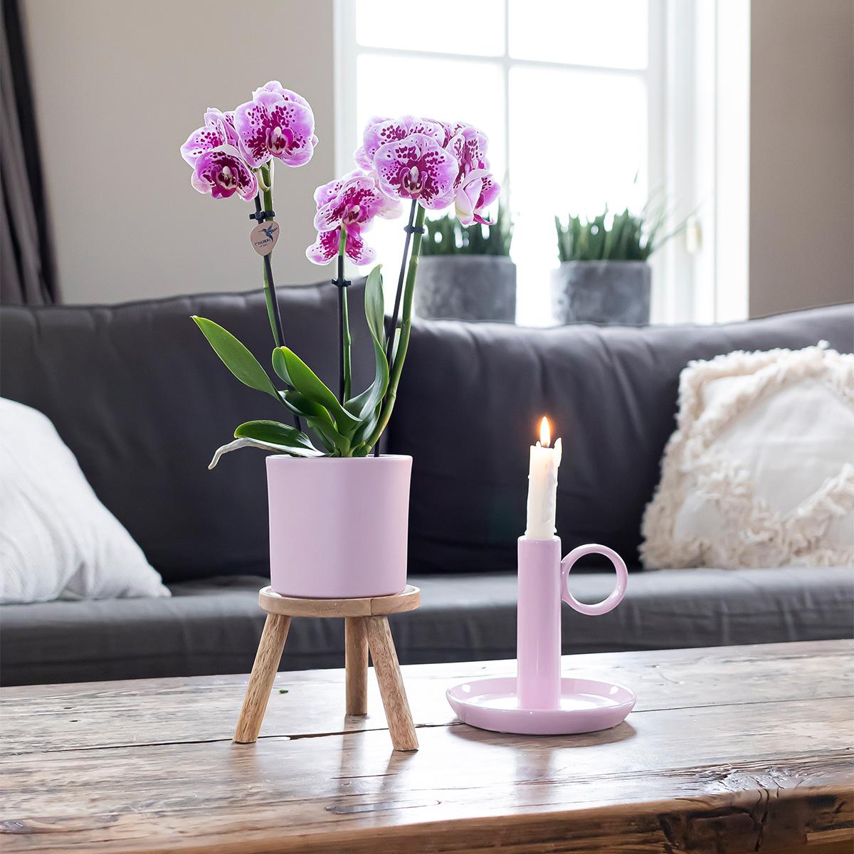 2er Set Phalaenopsis El Salvador Rosa-Lila Ø9cm – Pflanzfix24.de - Pflanzfix24.de
