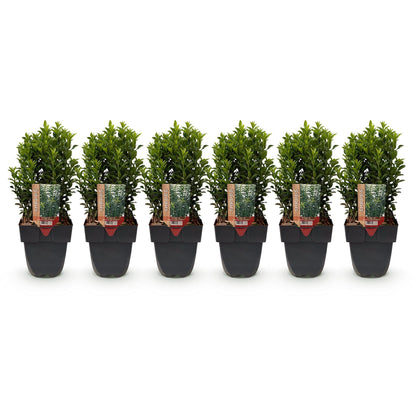 Pflanzfix24.de - Euonymus japonica Green Spire - 6 Pflanzen - 1m - immergrün - Pflanzfix24.de