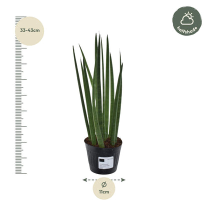 Sansevieria Mikado Bacularis 10,5cm – pflegeleicht | Pflanzfix24.de - Pflanzfix24.de