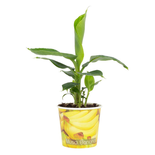 Musa Tropicana 12cm - Beker Banaan - Pflanzfix24