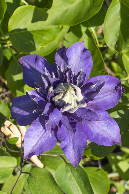 3x - Clematis Multi Blue - ↨65cm - Ø15 - Pflanzfix24.de - Pflanzfix24.de