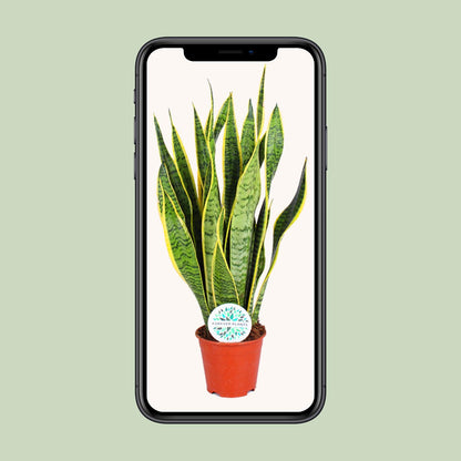 Sansevieria Trifasciata Laurentii Ø14cm | Pflegeleichte Zimmerpflanze – Pflanzfix24