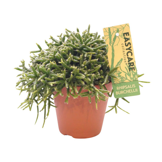 Rhipsalis Burchellii Zimmerpflanze – Pflanzfix24.de - Pflanzfix24.de