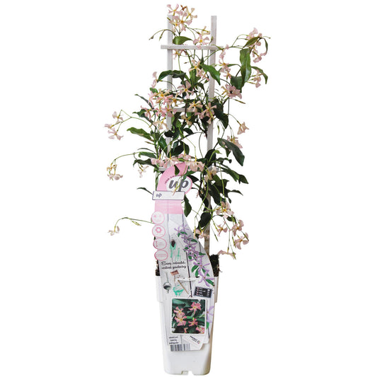 Trachelospermum 'Star of Ibiza' - Toskanischer Jasmin Rosa - Pflanzfix24