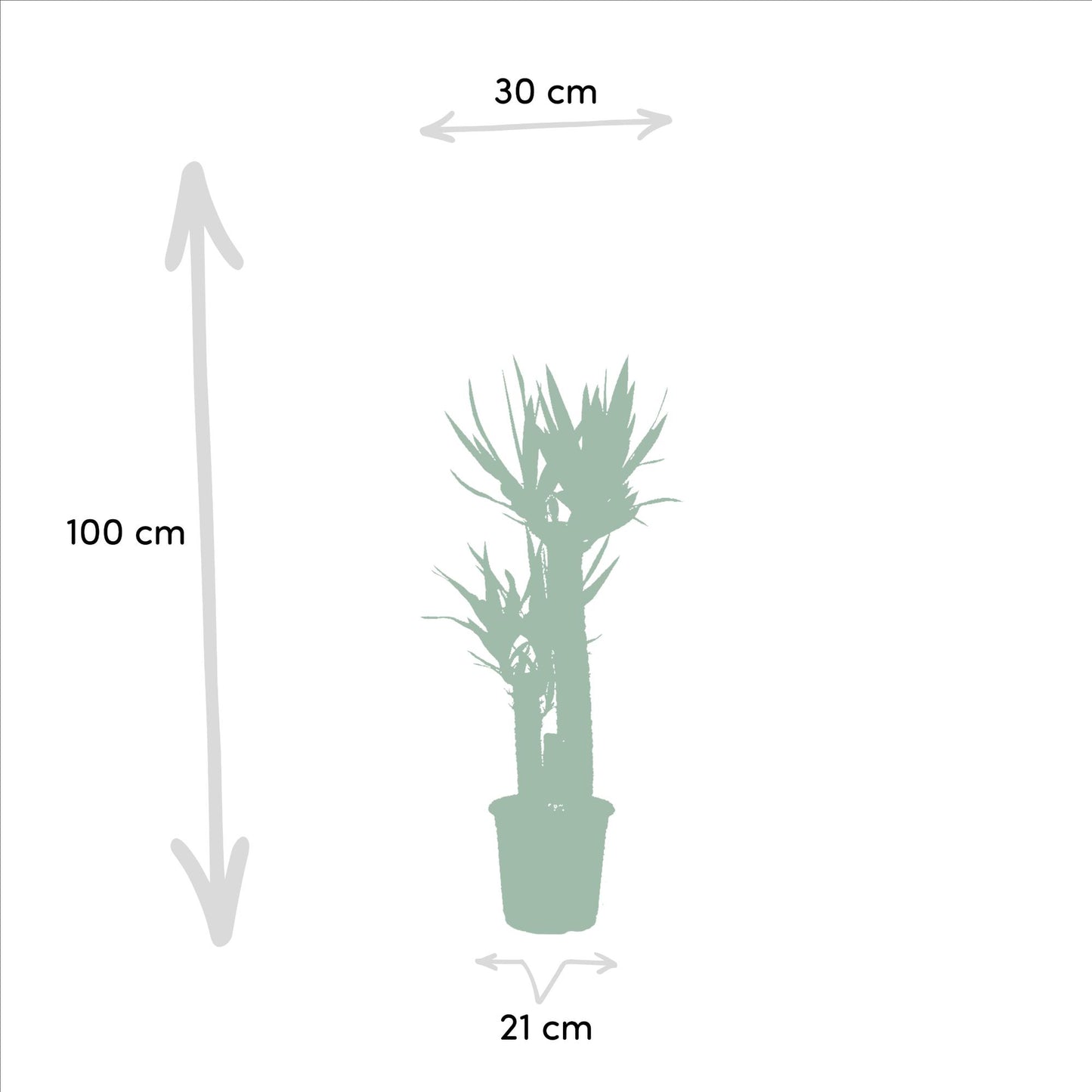 Areca & Yucca Zimmerpflanzen Set - 130cm & 100cm - Pflanzfix24