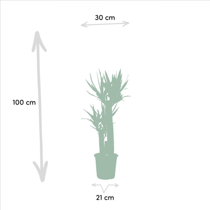 Areca & Yucca Zimmerpflanzen Set - 130cm & 100cm - Pflanzfix24