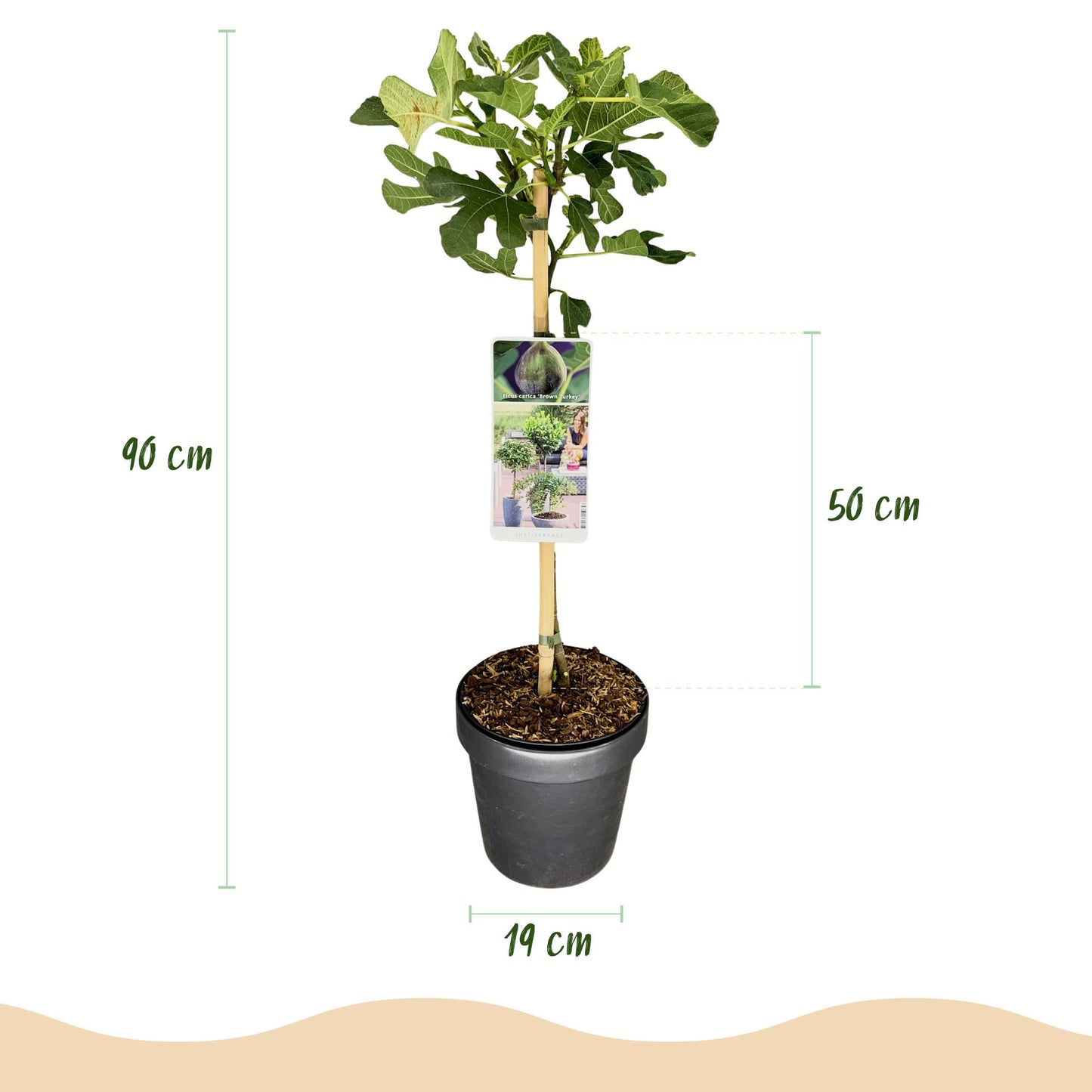 Ficus Carica Brown Turkey Feigenbaum - 90 cm - Pflanzfix24