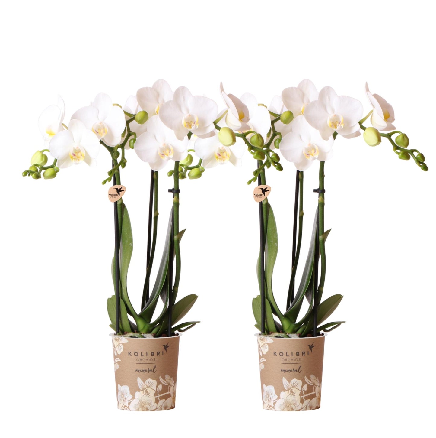 2er Set Phalaenopsis Amabilis Weiß Ø9cm – Combi Deal | Pflanzfix24.de - Pflanzfix24.de