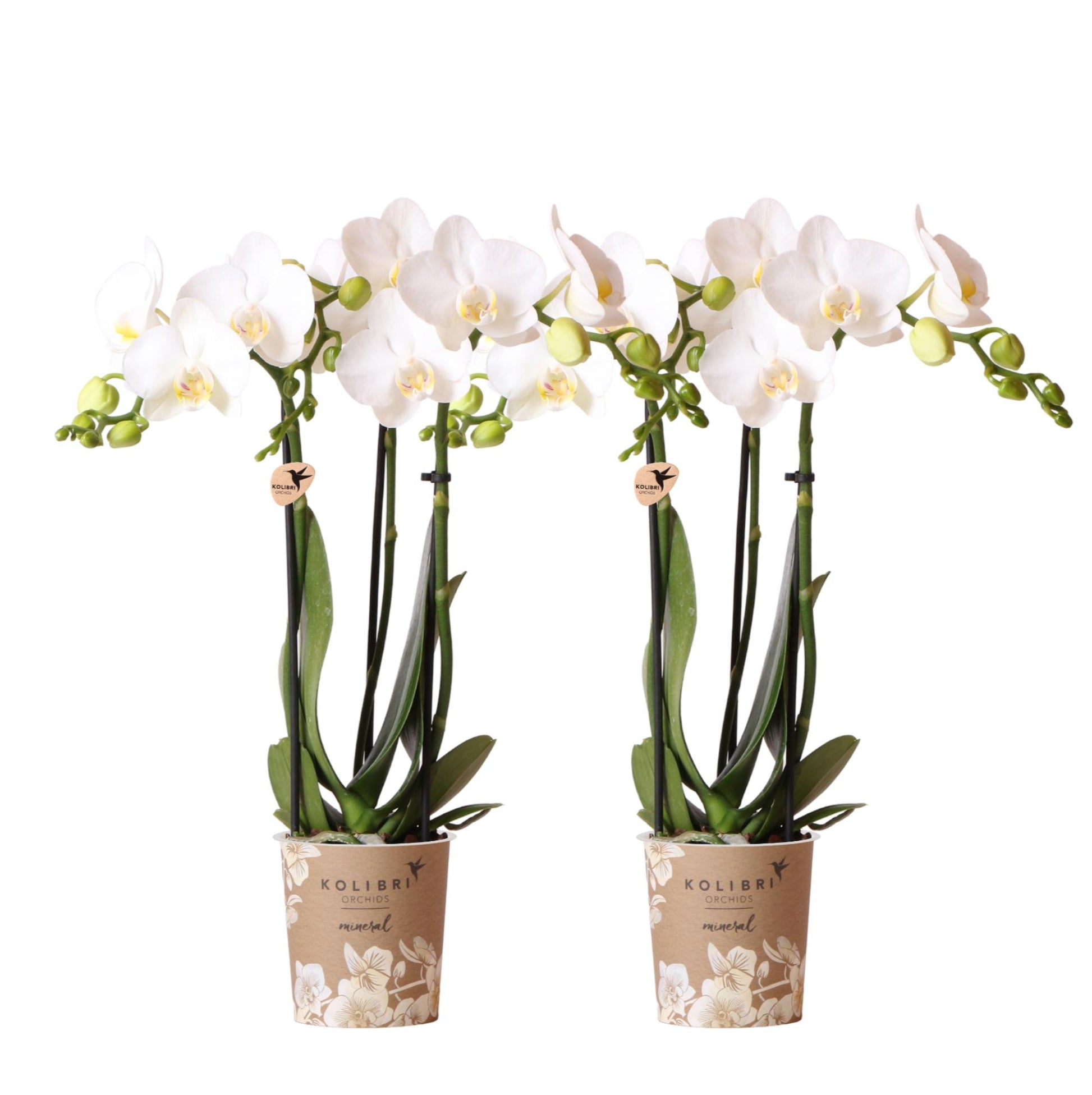 2er Set Phalaenopsis Amabilis Weiß Ø9cm – Combi Deal | Pflanzfix24.de - Pflanzfix24.de