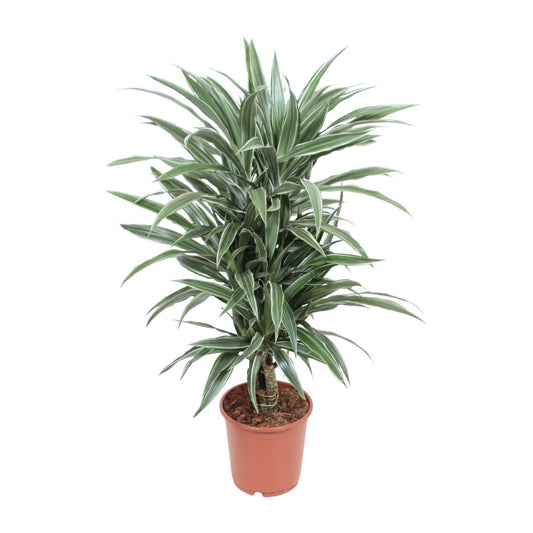 Dracaena Warneckei - Pflanzfix24