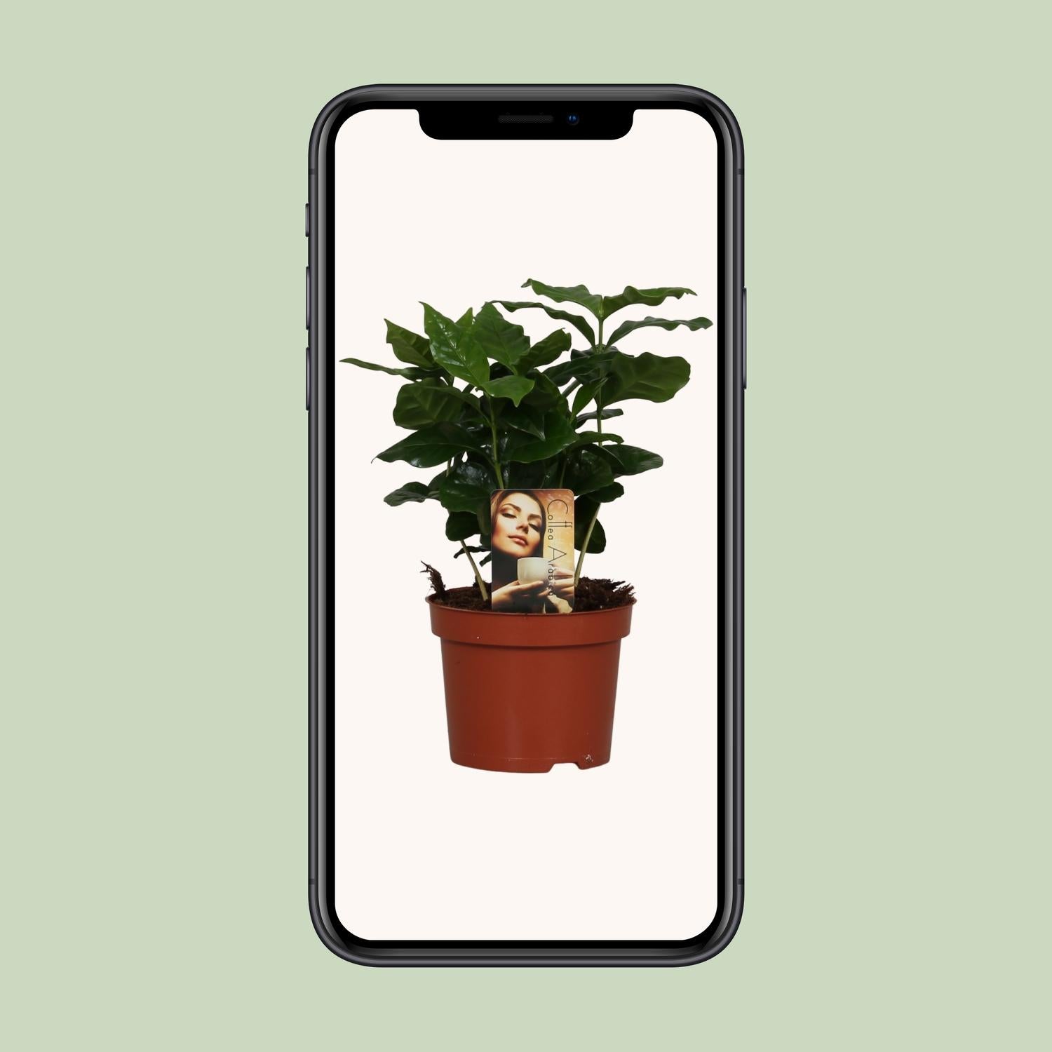 Coffea Arabica - Ø12cm - ↕25cm - Pflanzfix24.de - Pflanzfix24.de