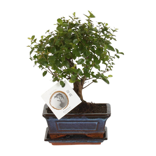 Bonsai 'Sageretia' - Bol Vorm - Ø15cm - ↕30cm - Pflanzfix24