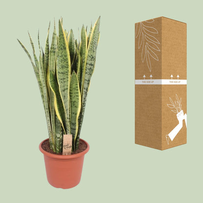 Sansevieria Trifasciata Laurentii - Ø30cm - ↕95cm - Pflanzfix24