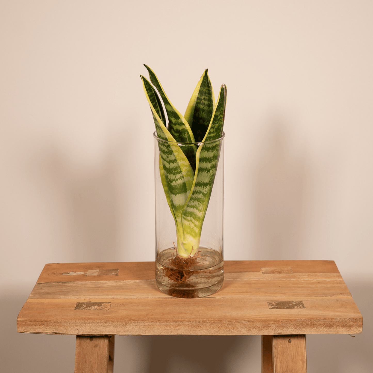 Sansevieria im Glaszylinder 12cm – dekorativ | Pflanzfix24.de - Pflanzfix24.de