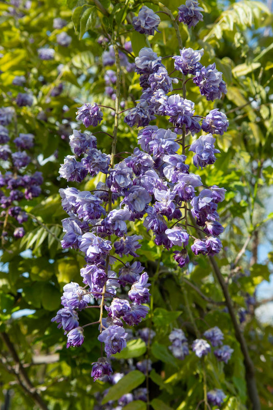 2x - Wisteria floribunda 'Black Dragon' - ↨65cm - Ø15 - Pflanzfix24
