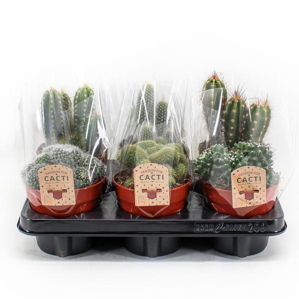 Cactus Mix P12 - 6er Set - Ø12cm - ↕20cm - Pflanzfix24.de - Pflanzfix24.de