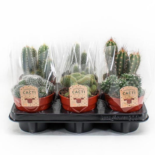 Cactus Mix P12 - 6er Set - Ø12cm - ↕20cm - Pflanzfix24.de - Pflanzfix24.de