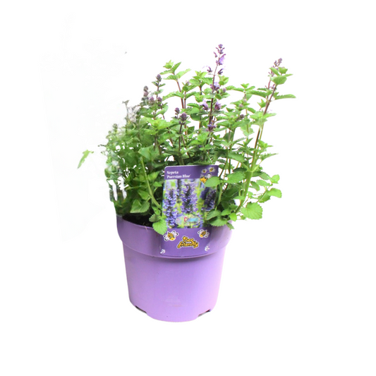 Nepeta Purrsian Blue - 1 Stück - Ø15cm - ↕15cm - Pflanzfix24