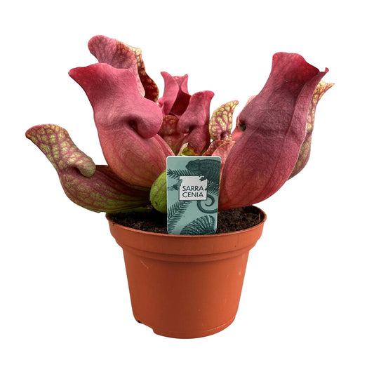 Sarracenia Maroon - Ø12 ↕23 | pflanzfix24