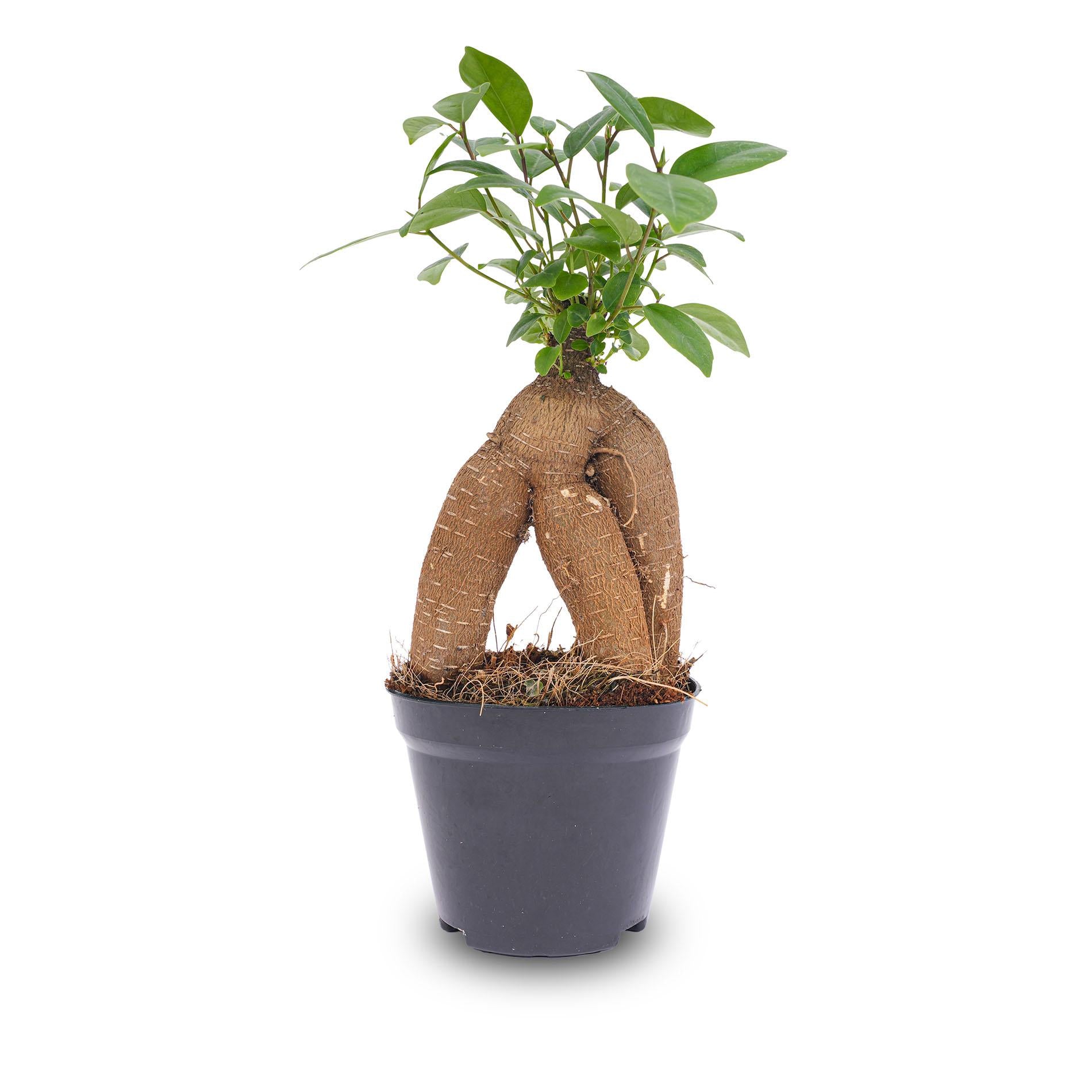 Ficus microcarpa ginseng bonsai - Potmaat 9 bei Pflanzfix24.de - Pflanzfix24.de
