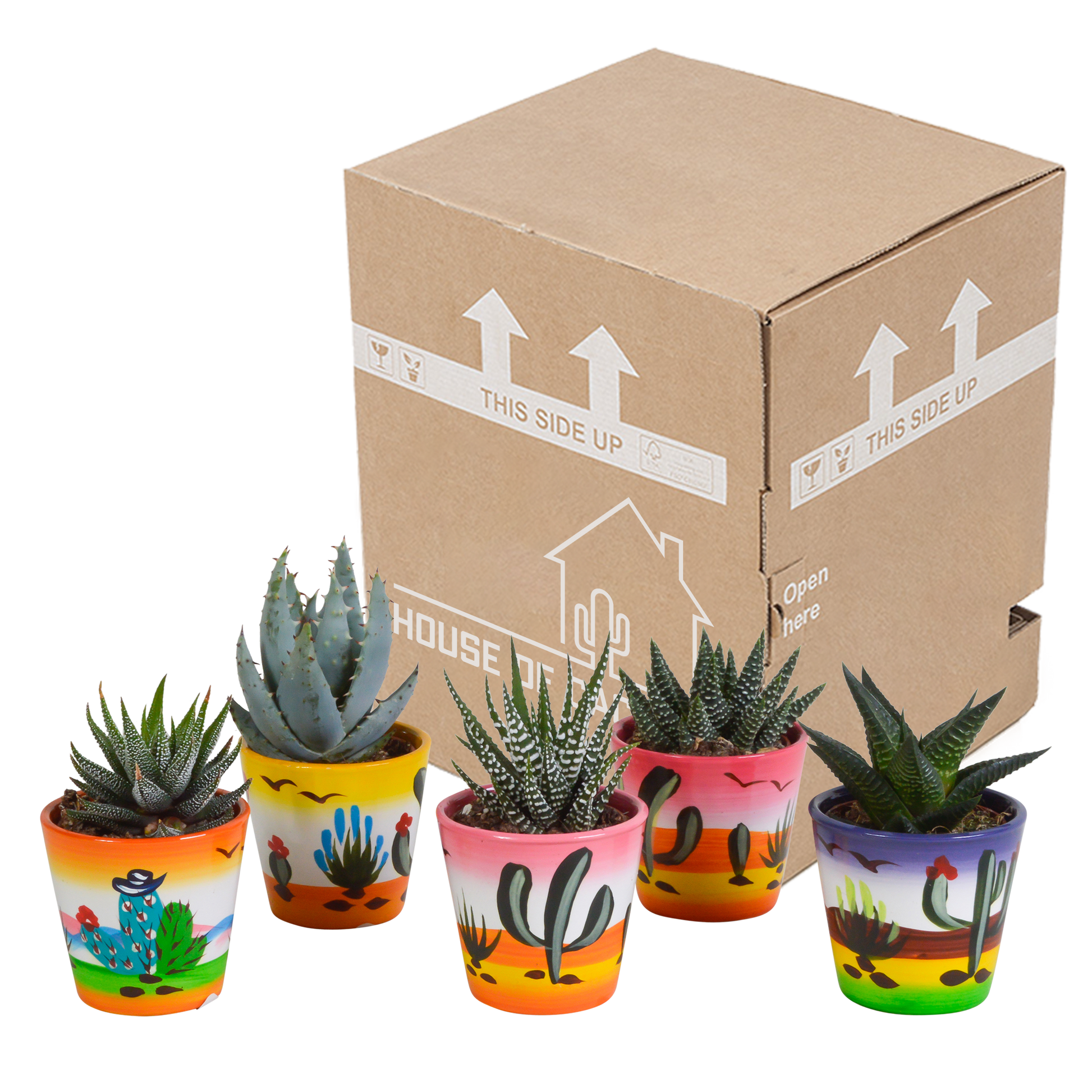 Gasteria/Haworthia-Mischung 5,5cm - 5x - Mexicaanse pot - Pflanzfix24.de - Pflanzfix24.de