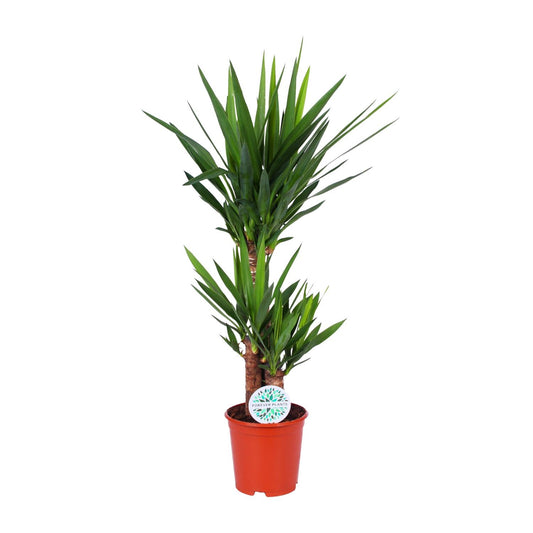 Yucca Elephantipes - Ø21cm - ↕90cm bei Pflanzfix24