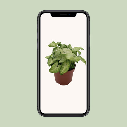 Syngonium 'White Butterfly' - Ø13cm - ↕25cm - Pflanzfix24