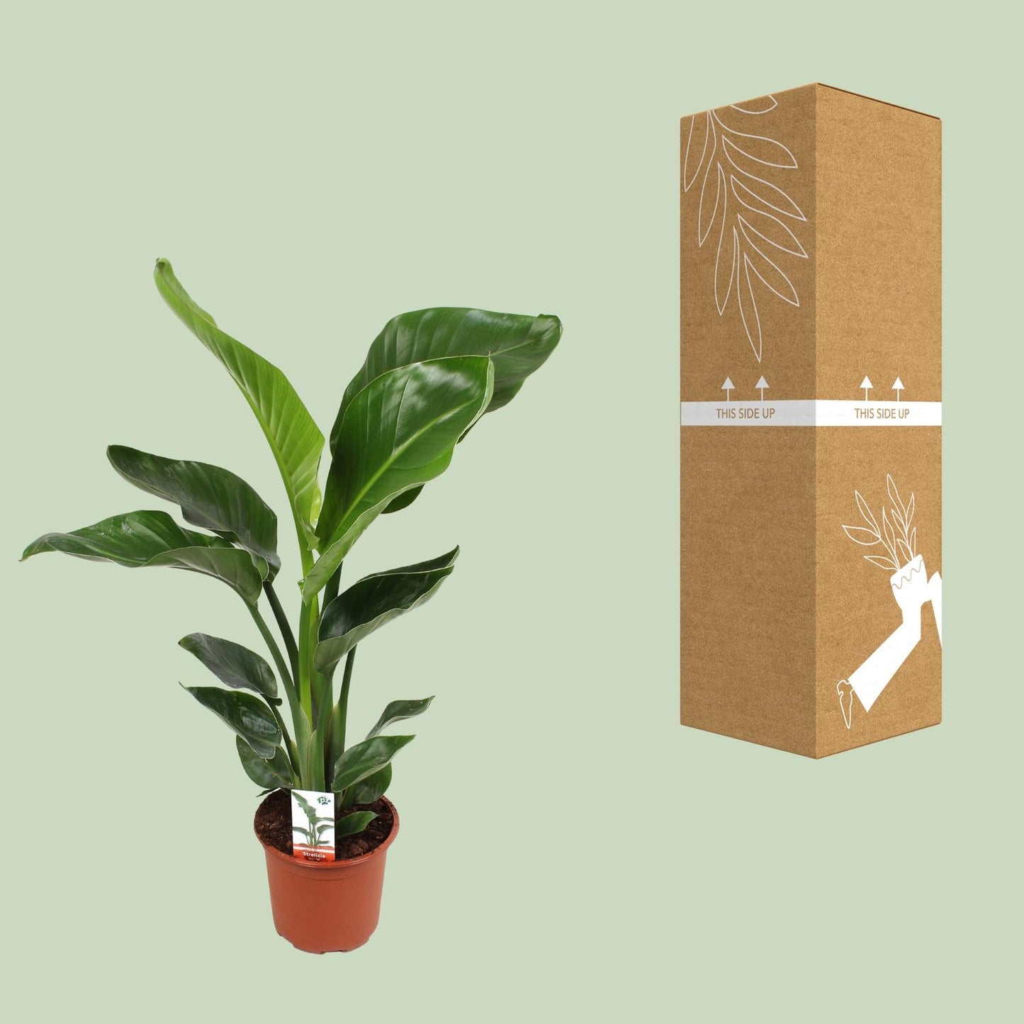 Strelitzia Nicolai Ø17cm Zimmerpflanze – pflanzfix24